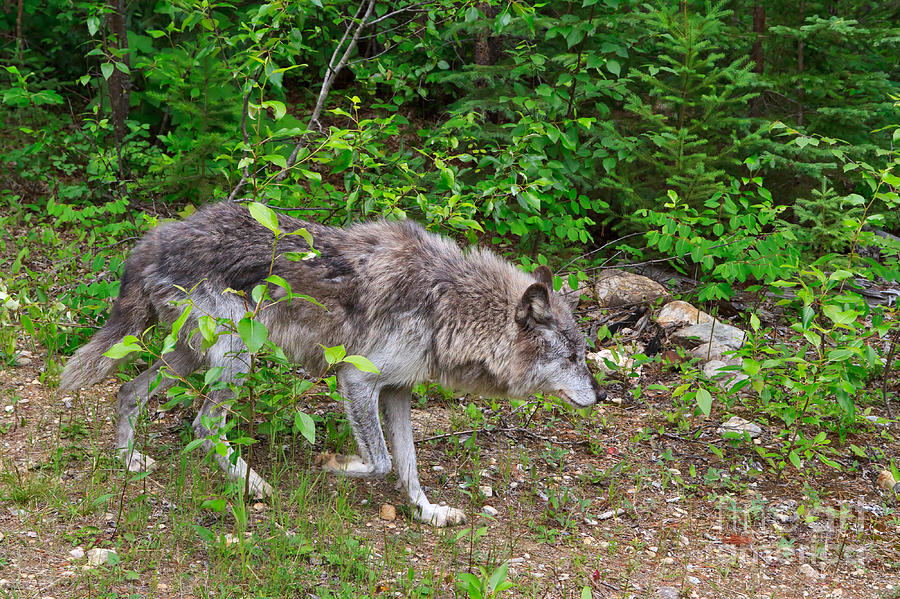 Nature Photograph - Prowling Wolf by Louise Heusinkveld