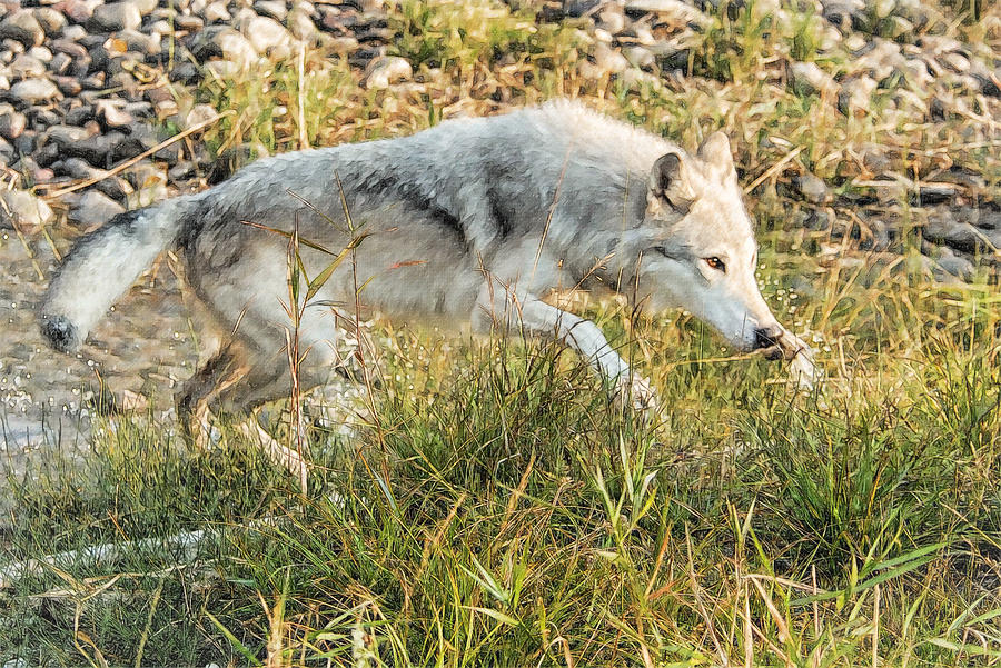 Prowling Wolf Photograph by Wade Aiken