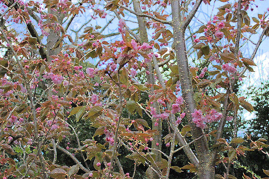 Flowering Cherry Digital Art - Prunus Kanzan 1 by Surbjit Singh Flowering Cherry Digital Art - Prunus Kanzan 1 by Surbjit Singh