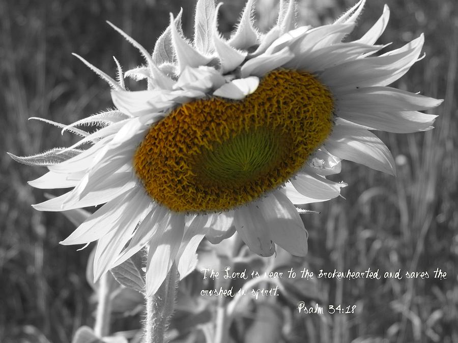 Flower Photograph - Psalm 34 18 by Trish Clark
