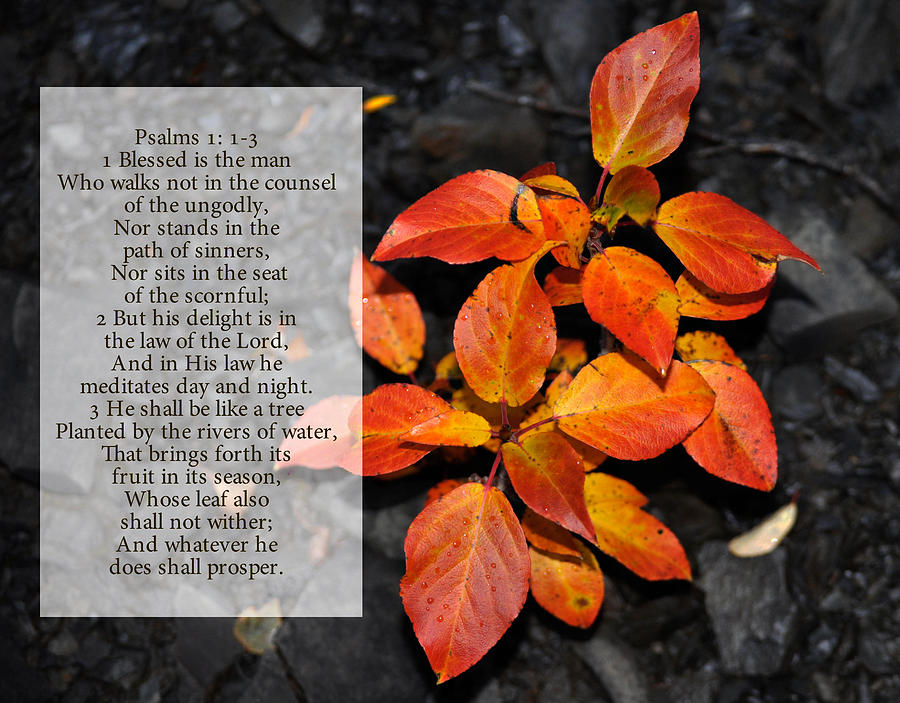 Psalms Chapter 1 Verses 1 Thru 3 Photograph by Arlene Rhoda Nanouk