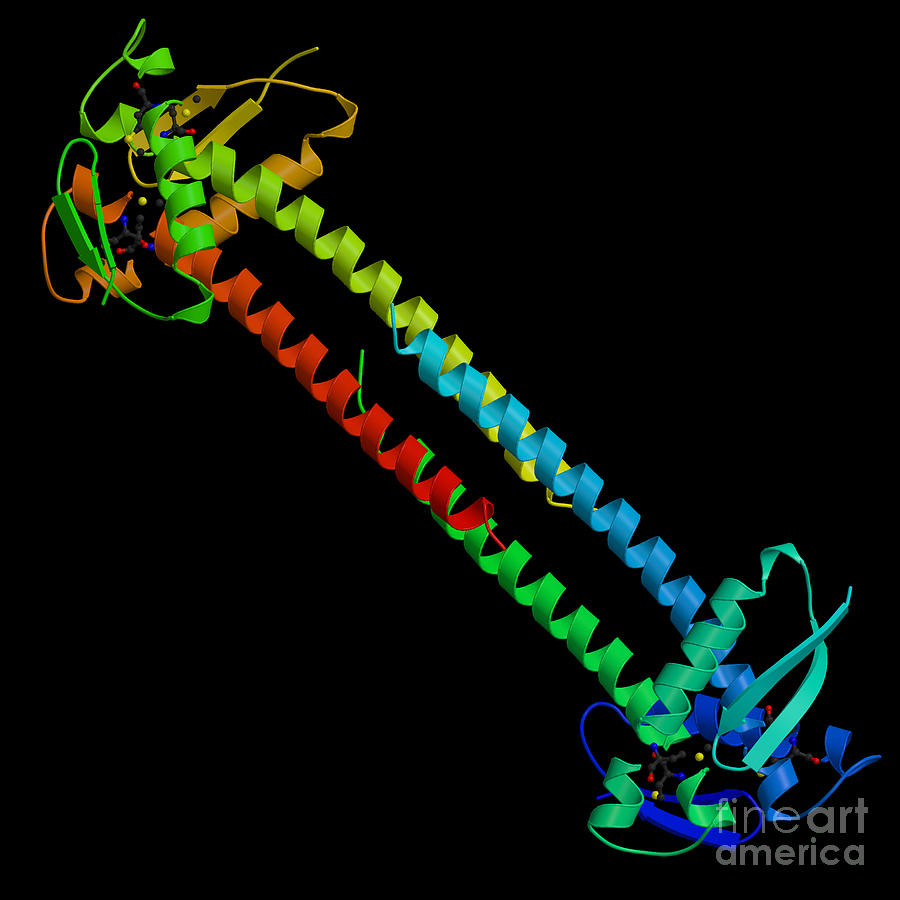 Pseudomonas Aeruginosa Protein Photograph by Science Source