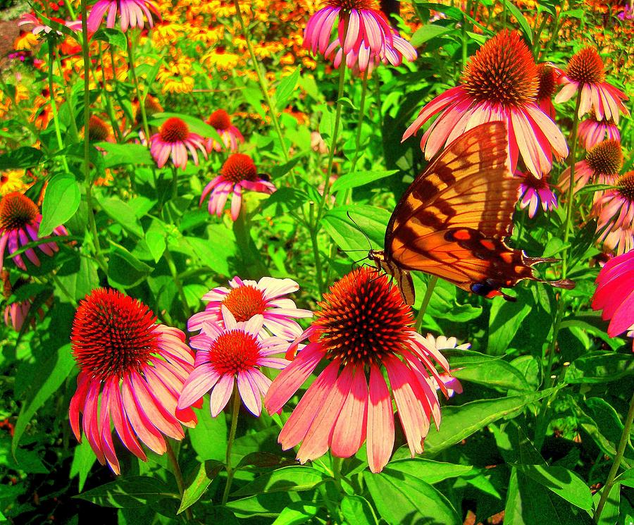 PseudoPsychedelic Butterfly Photograph by Don Struke
