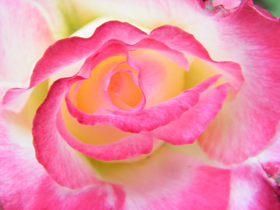 Psychedelic rose фиалка фото