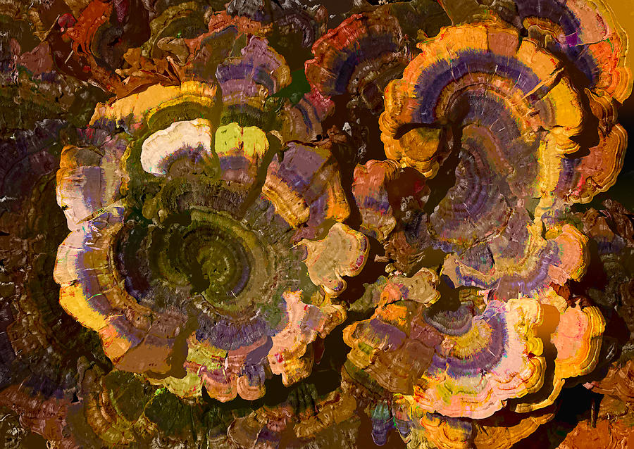 Psychedelic Fungi Photograph by Steve Zimic