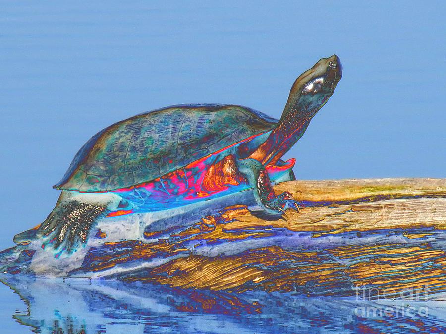 Psychedelic Painted Turtle Photograph