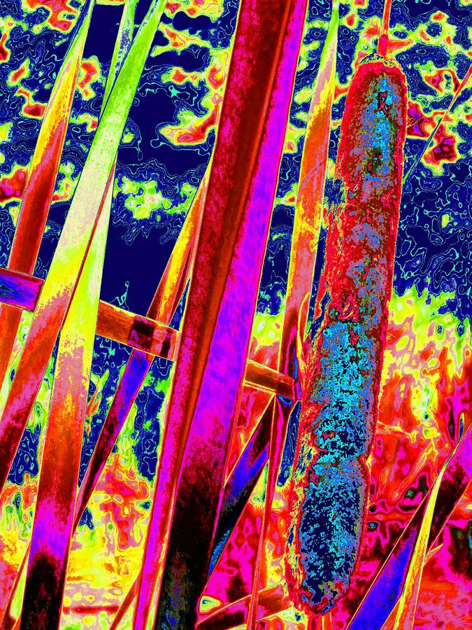 Psychodelic Reeds Photograph by Renate Wesley