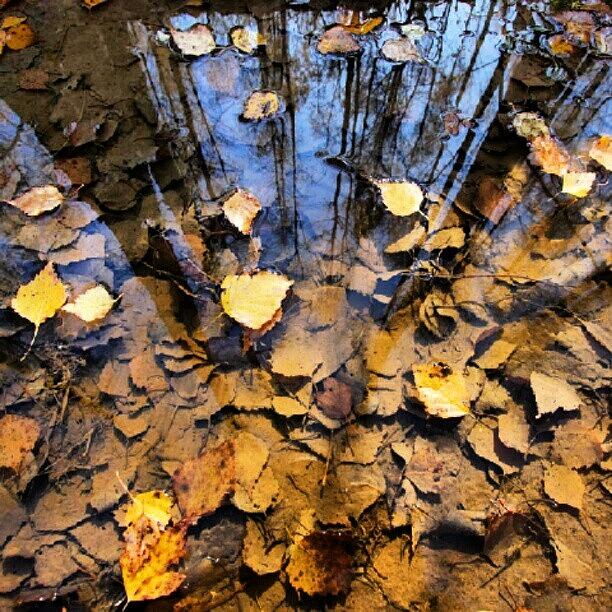 Nature Photograph - #puddle #puddlegram #nature #autumn by Andrey Suchkov