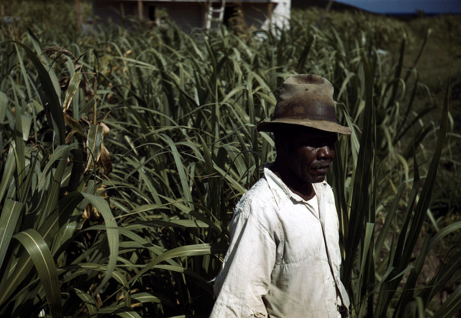 1930s Photograph - Puerto Rico. Tenant Farmer by Everett