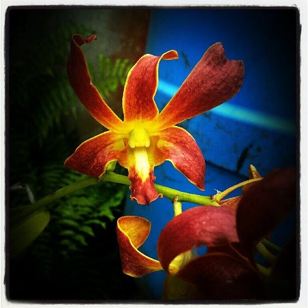 Orchid Photograph - #puertorico #april29 by Tania Torres