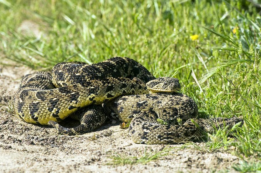 Puff Adders Mating Photograph by Peter Chadwick Fine Art America
