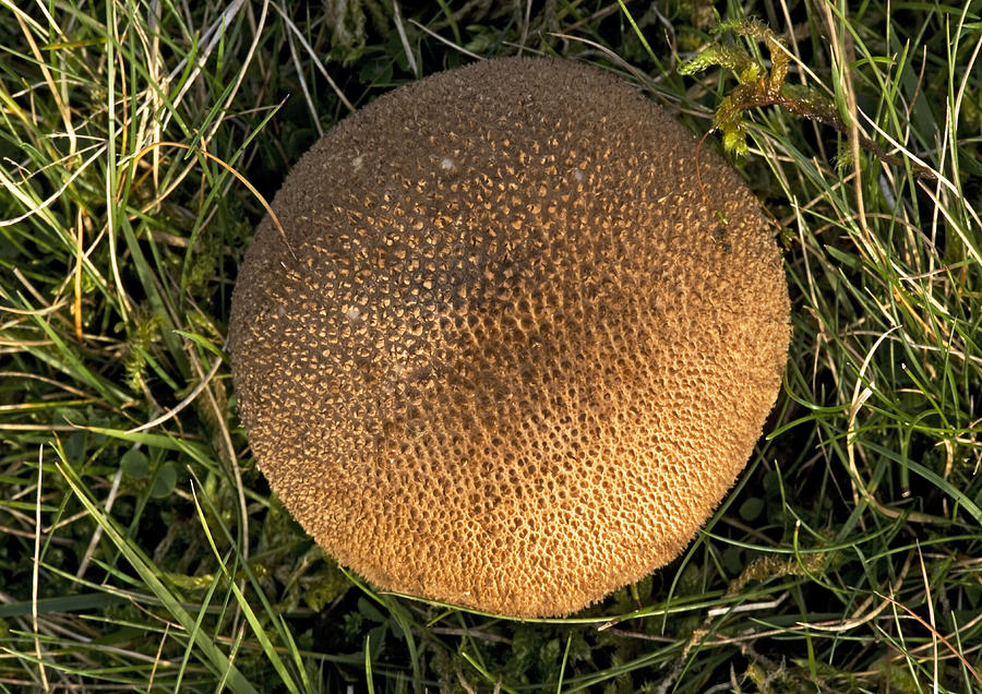 Puffball Fungus Photograph by Bob Gibbons - Pixels