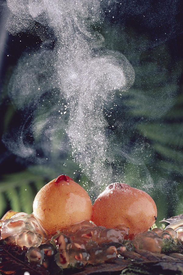 Nature Photograph - Puffballs Releasing Spores by Michael and Patricia Fogden