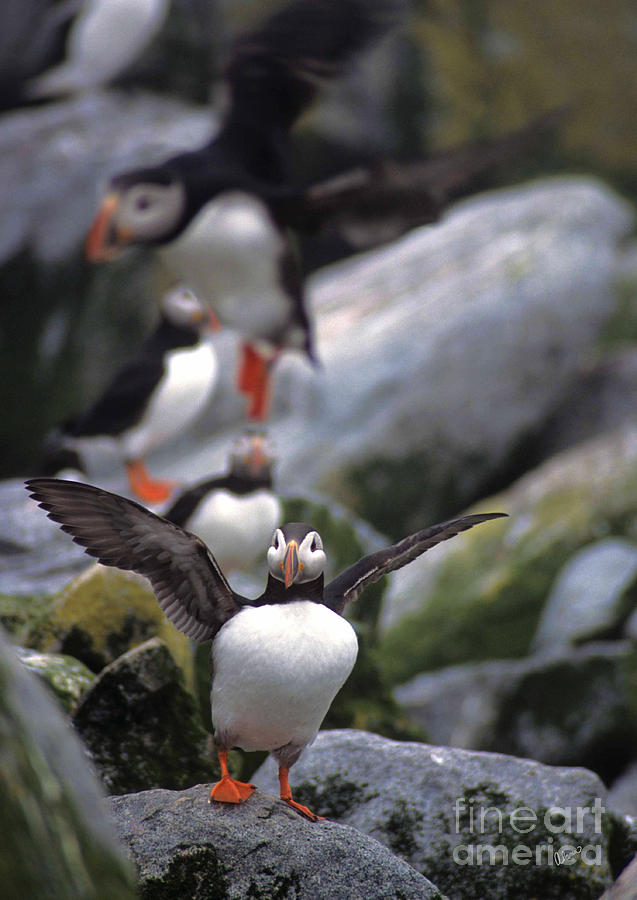 Puffin flight Photograph by Alana Ranney