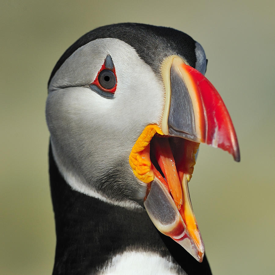 Puffin Portrait Photograph by Tony Beck