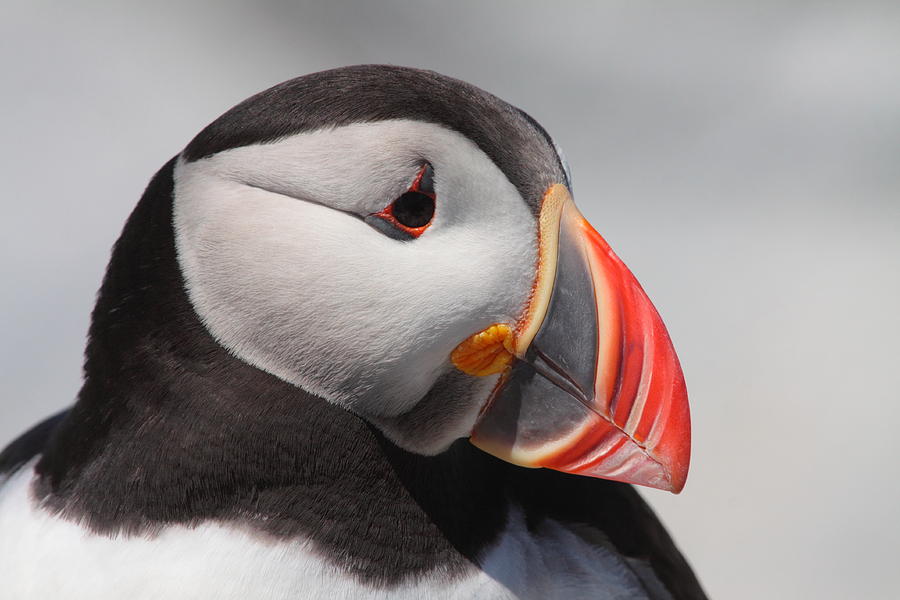 Puffin Profile Photograph by Bruce J Robinson