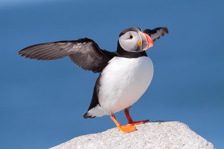 Puffin Stretch  Photograph by Bruce J Robinson