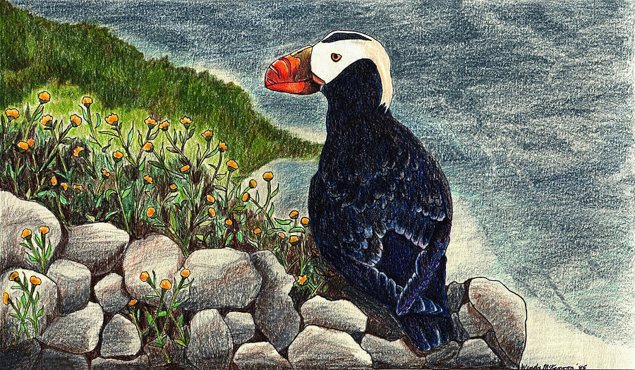 Puffin Drawing - Puffin by Wendy McKennon