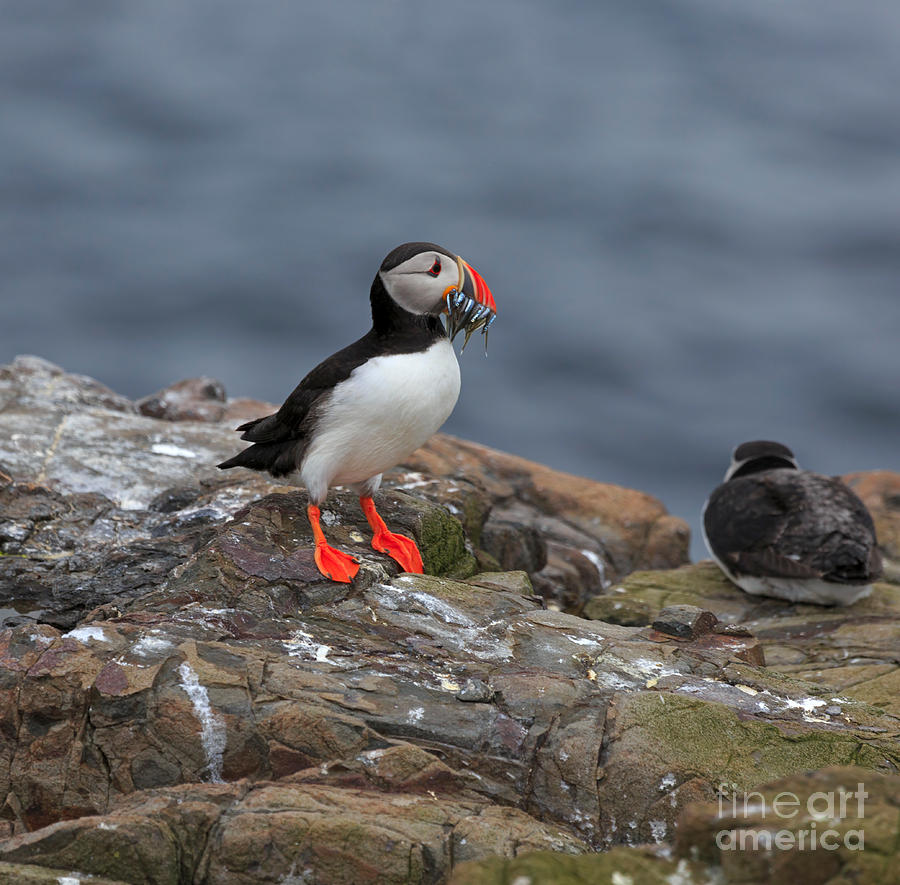 Puffin with Sand Eels Photograph by Louise Heusinkveld