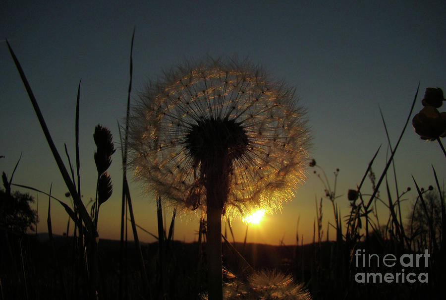 Puffs Flower on Sunset Photograph by Bruno Santoro