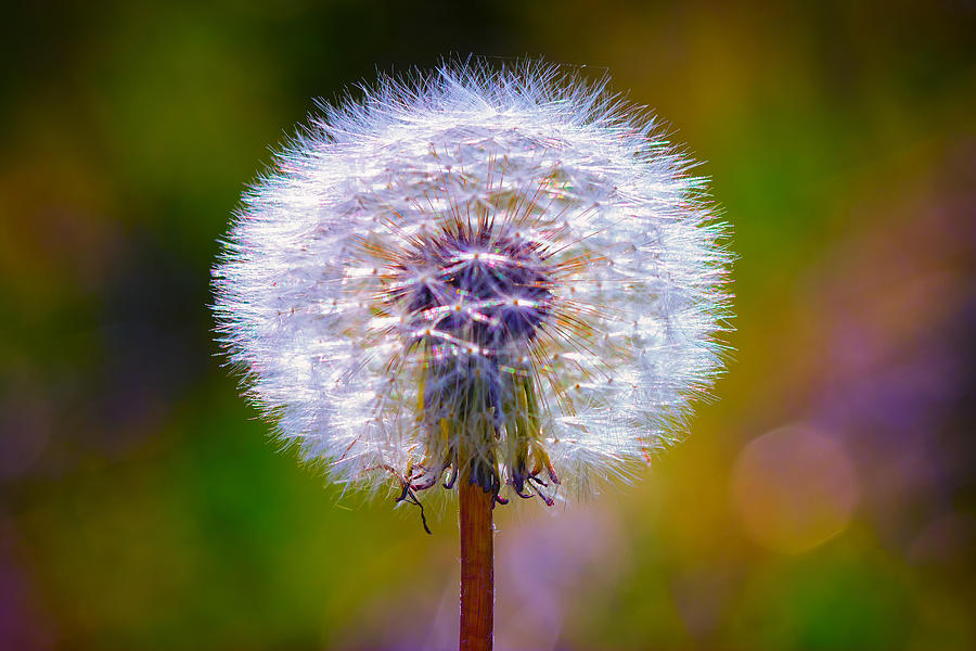 Puffy Dandelion on Pastels Photograph by Bill and Linda Tiepelman