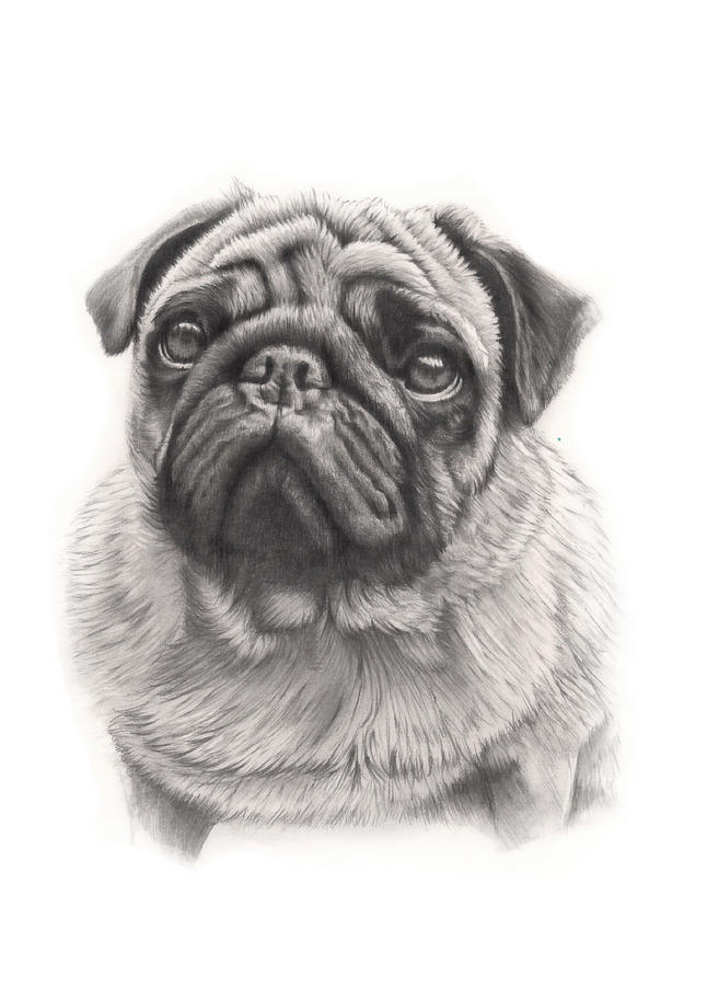 Pug Patrol Drawing by Craig Muxlow