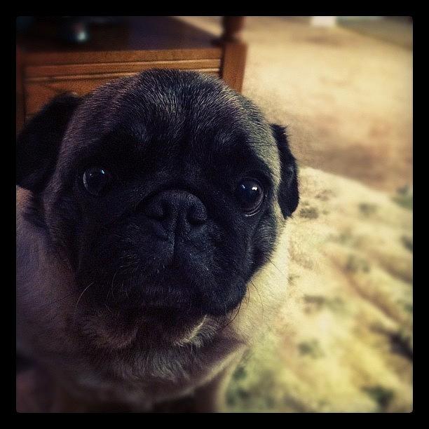 Pug Photograph - #pug #pup #pugsly #doggy #pugly by Kristin Hecker