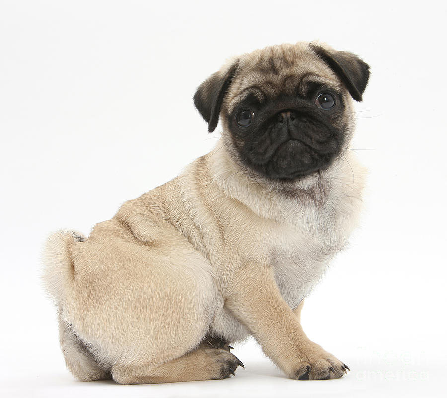 Pug Puppy Photograph by Mark Taylor