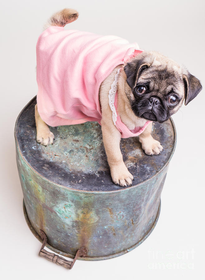 Pug Puppy Pink Sun Dress Photograph by Edward Fielding