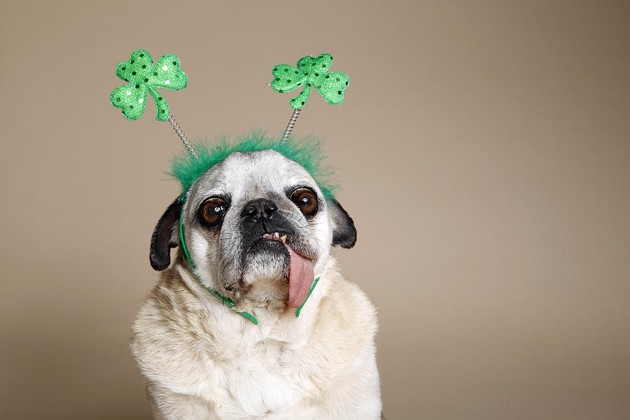 Pug With Tongue Photograph by Mlorenzphotography Pug With Tongue Photograph by Mlorenzphotography