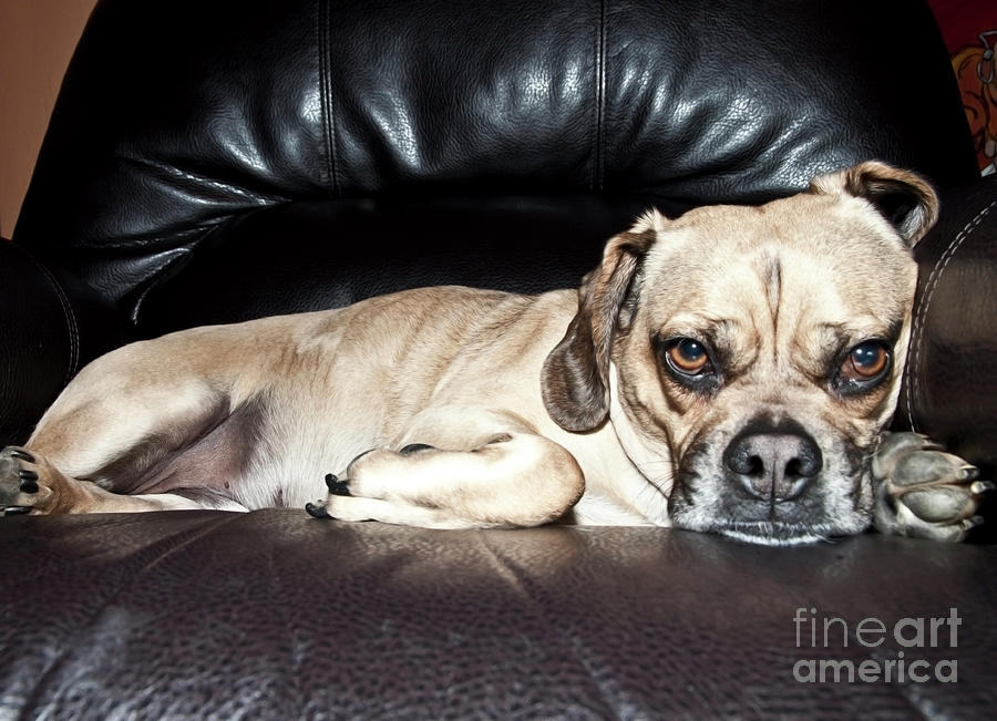 Puggle Attitude Photograph by Jeannette Hunt