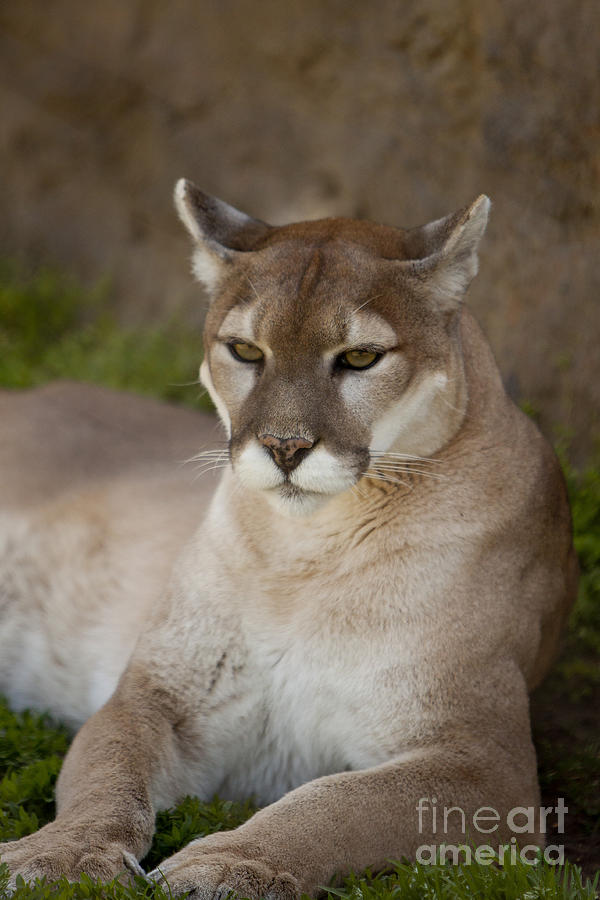 is a puma a mountain lion