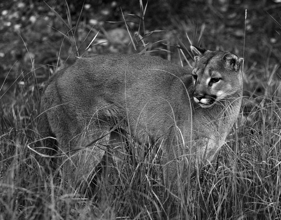 Puma Photograph by Wade Aiken