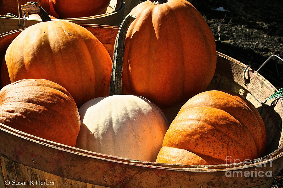 Pumpkin Basket Photograph by Susan Herber
