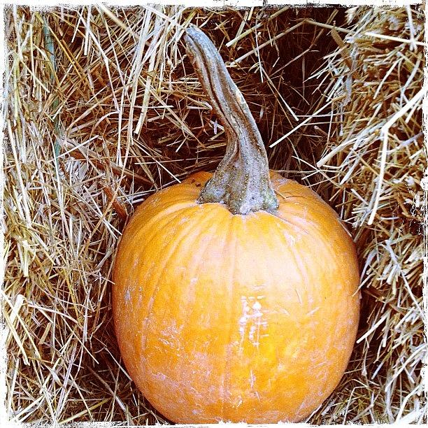 Pumpkin! Photograph by Bonnie Natko