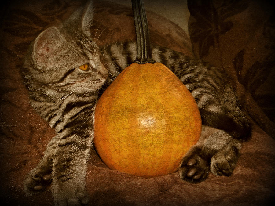 Cat Photograph - Pumpkin by Dark Whimsy