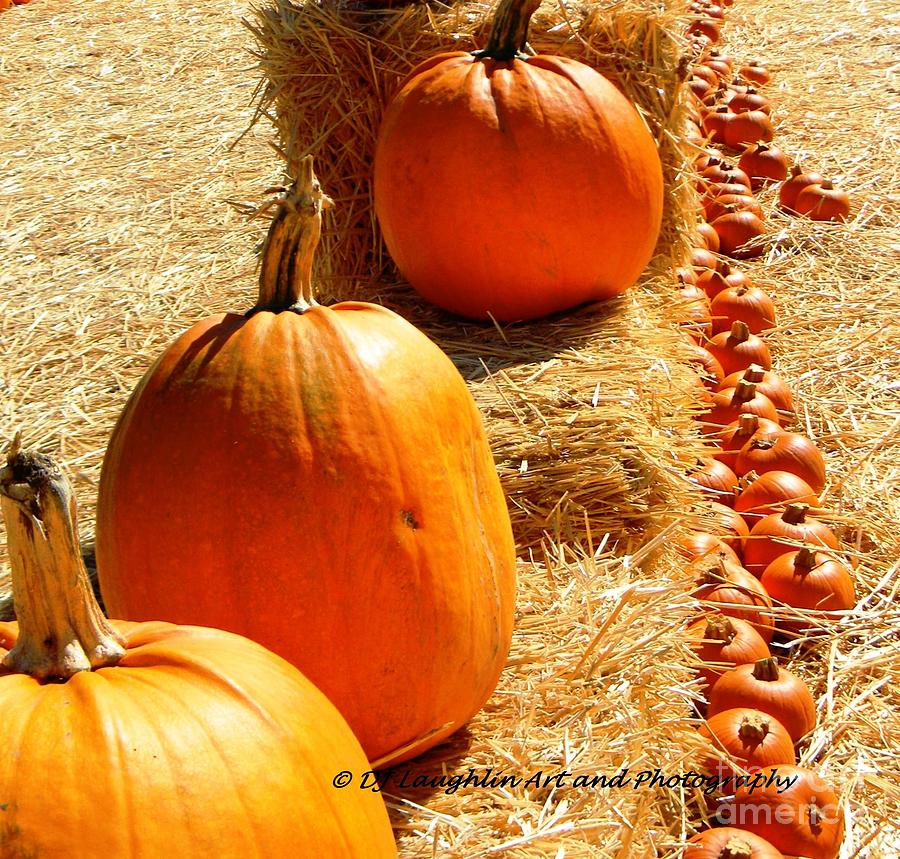 Pumpkin droppings Photograph by DJ Laughlin