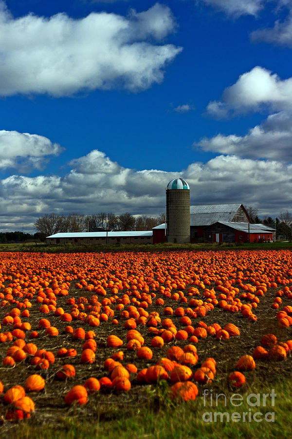 Halloween Photograph - Pumpkin Farm by Randall Cogle