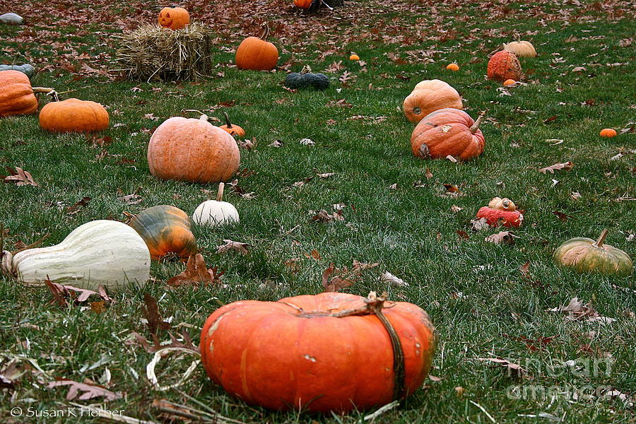 Pumpkin Field Photograph by Susan Herber