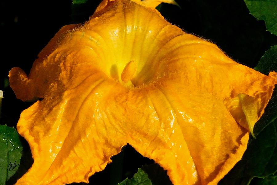 Pumpkin Flower - Greeting Card Photograph by Mark Valentine