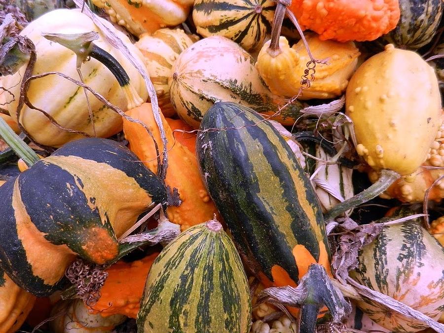 Pumpkin/Gourds Photograph by Randy Stewart - Fine Art America