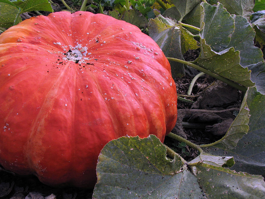 Pumpkin Harvest 1 Photograph by Lora Fisher