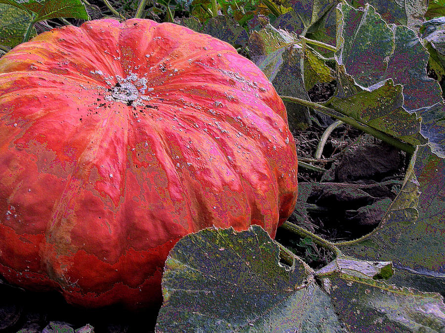 Pumpkin Harvest Photograph by Lora Fisher