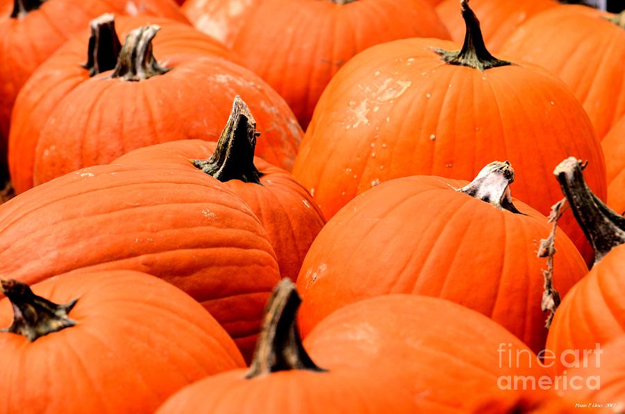 Pumpkin Harvest Photograph by Maria Urso