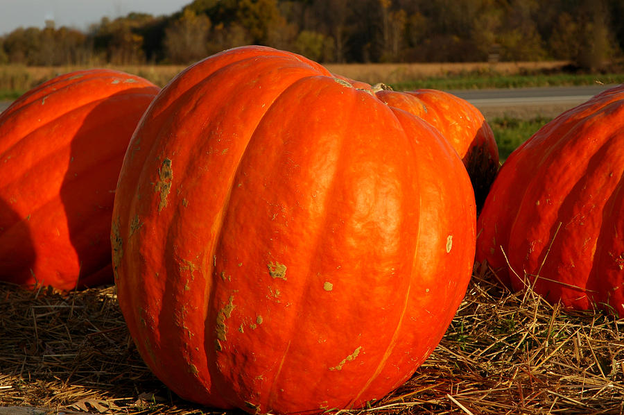Pumpkin Hay ride Photograph by LeeAnn McLaneGoetz McLaneGoetzStudioLLCcom