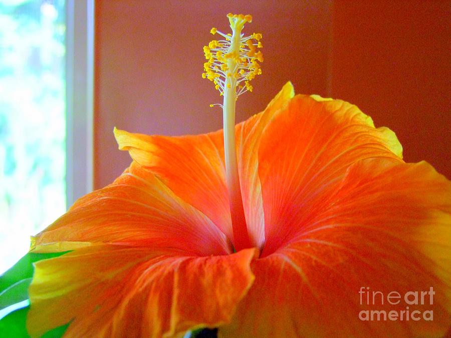 Pumpkin Hibiscus by the Window Photograph by Mary Deal