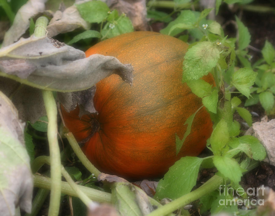 Pumpkin On The Vine Photograph by Smilin Eyes Treasures
