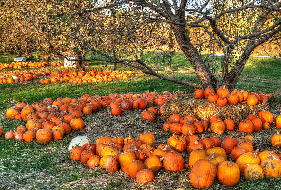 Pumpkin Orchard Photograph by Coby Cooper