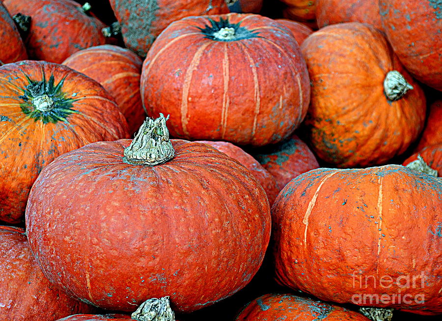 Pumpkin Patch Photograph by Kevin Fortier