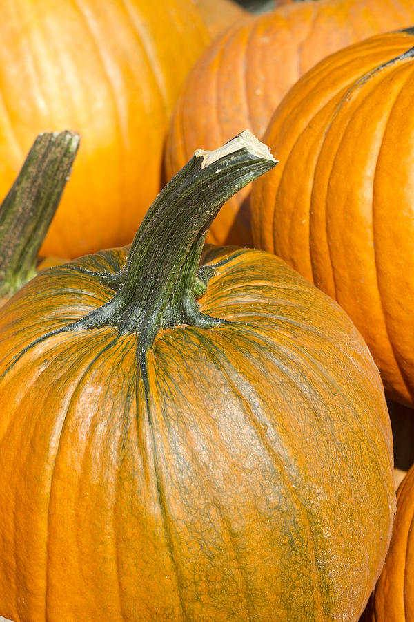 Pumpkin Patch Perfect Pumpkins Photograph by Kathy Clark